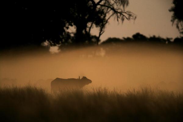 Duba Plains Camp