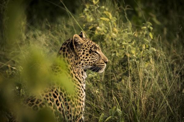 Abu Camp: Okavango Delta, Botswana