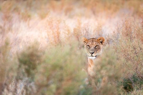 Abu Camp: Okavango Delta, Botswana