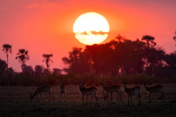 Abu Camp: Okavango Delta, Botswana