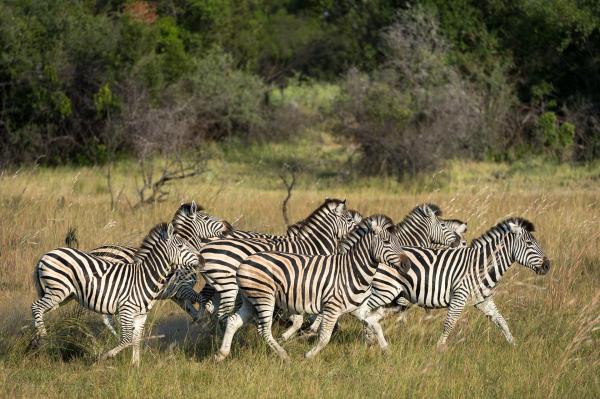 Jacana Camp: Okavango Delta, Botswana