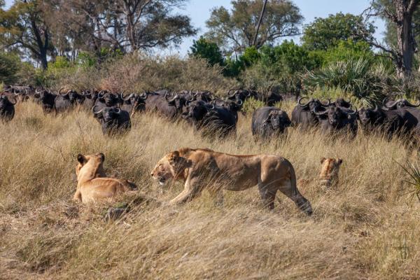 Chitabe Camp, Botswana