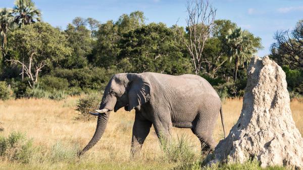 Chitabe Camp, Botswana