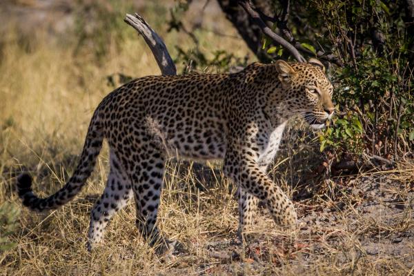 Chitabe Camp, Botswana