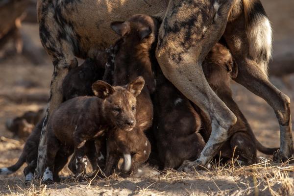 Chitabe Camp, Botswana