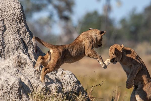 Chitabe Camp, Botswana