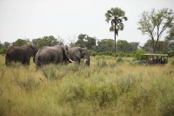 Nxabega Okavango Tented Camp, Botswana