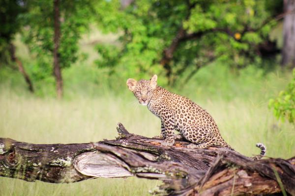 Camp Moremi | Okavango Delta