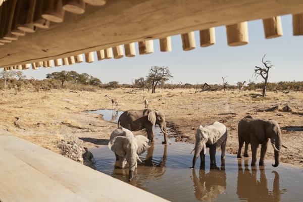 Savute Elephant Lodge