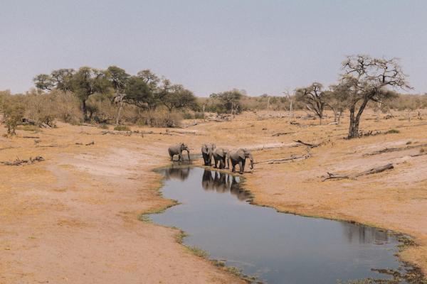 Savute Elephant Lodge