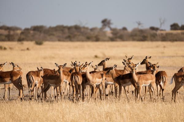 Savute Elephant Lodge