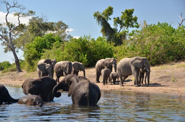 Muchenje Safari Lodge