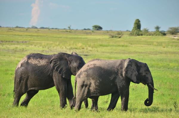 Ngoma Safari Lodge