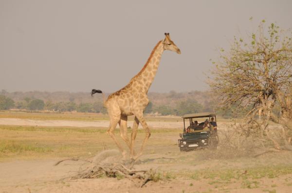 Ngoma Safari Lodge