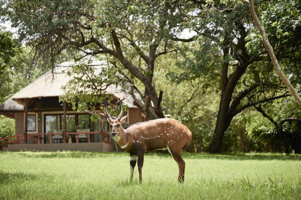 Sanctuary Chobe Chilwero Lodge