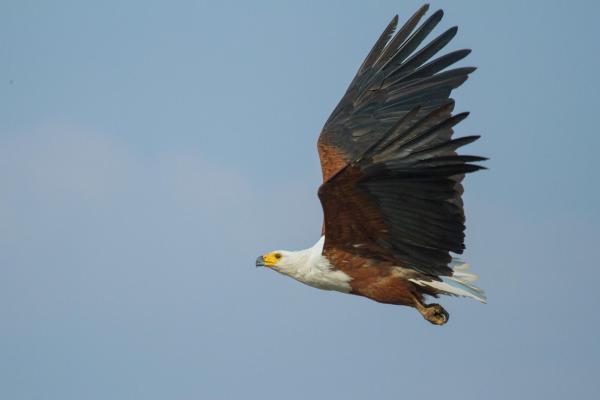 Chobe Game Lodge