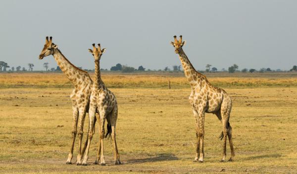 Chobe Game Lodge