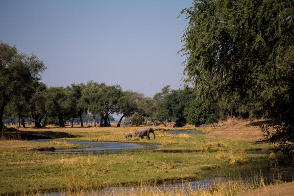 Chikwenya Camp