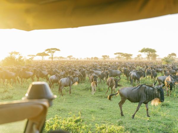 Serengeti Bushtops Camp