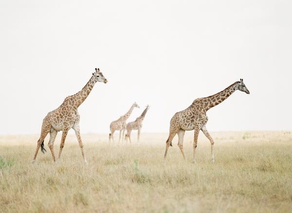 Serengeti Bushtops Camp