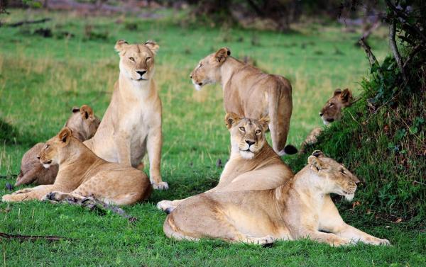 Serengeti Bushtops Camp