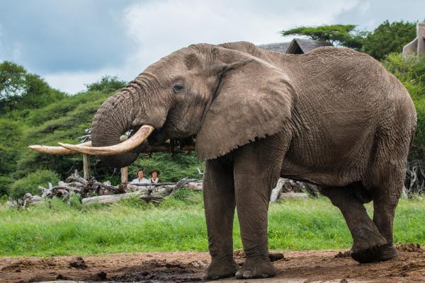 Ol Donyo Lodge