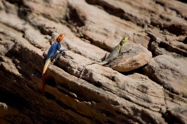 Wilderness Damaraland Camp