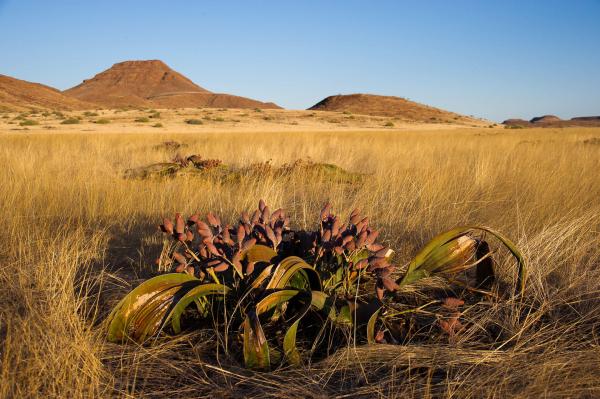 Wilderness Damaraland Camp