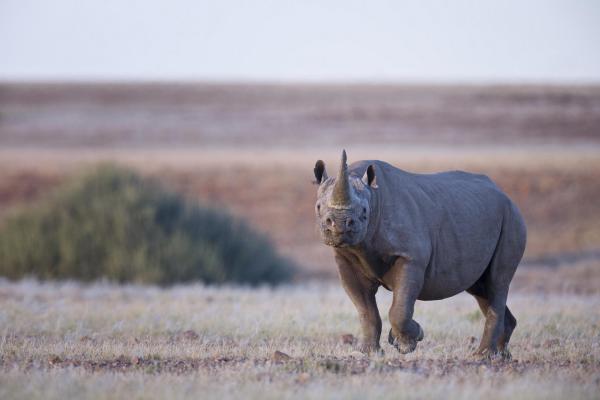 Wilderness Desert Rhino Camp