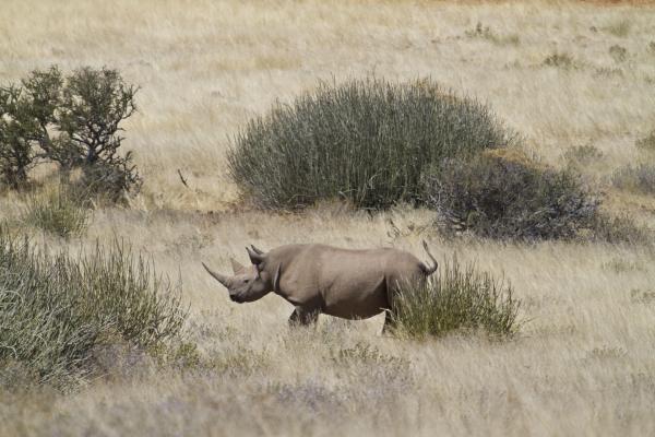 Wilderness Desert Rhino Camp