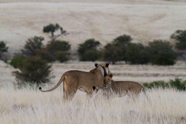 Wilderness Desert Rhino Camp