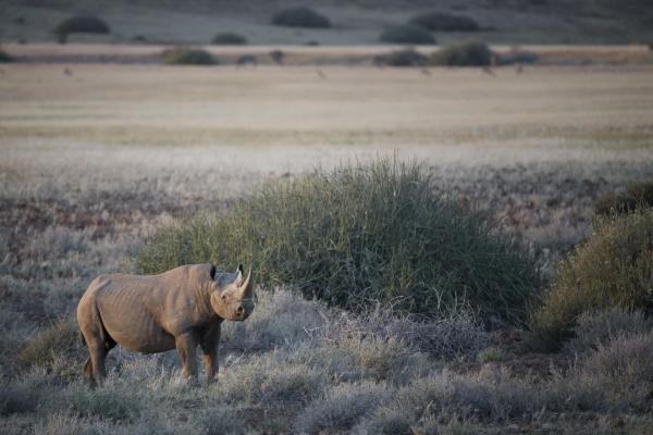 Wilderness Desert Rhino Camp