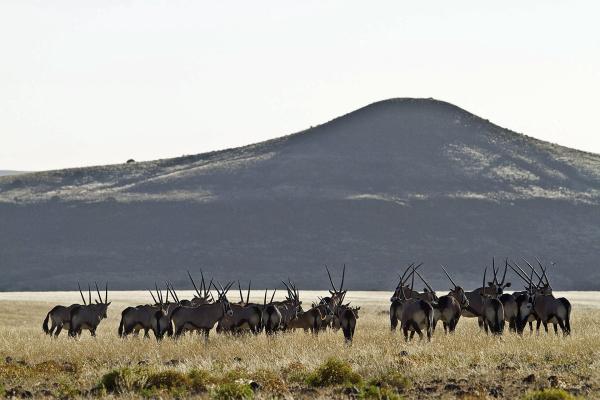 Wilderness Desert Rhino Camp