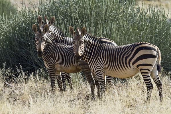 Wilderness Desert Rhino Camp