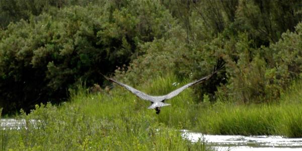 Okahirongo River Camp