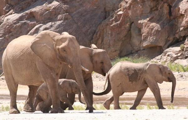 Okahirongo Elephant Lodge 