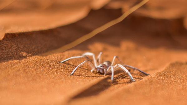 Namibia Desert