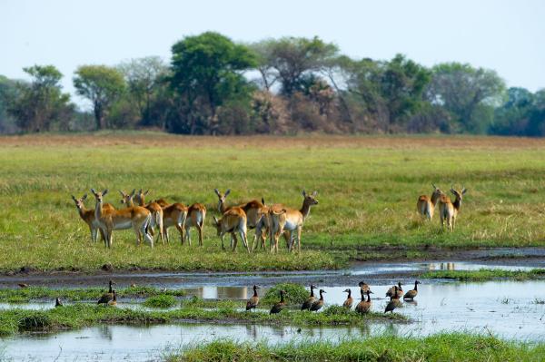 Wilderness Busanga Bush Camp