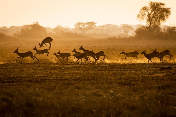 Wilderness Busanga Bush Camp