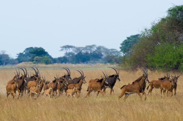 Wilderness Busanga Bush Camp