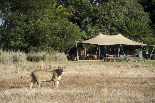 Wilderness Busanga Bush Camp