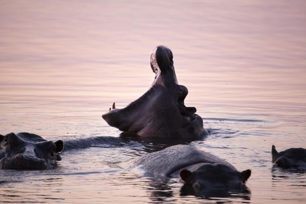 Zambezi Grande