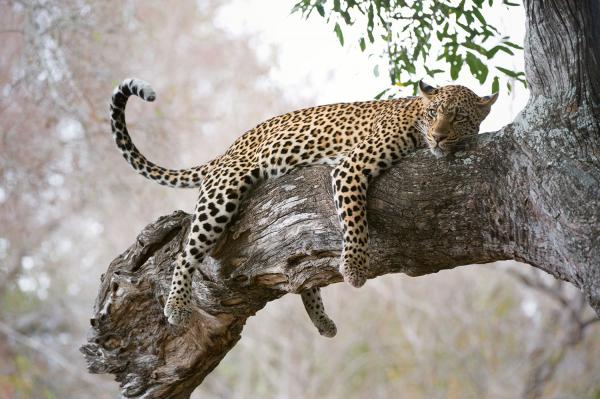 GIBB'S FARM LODGE NGORONGORO