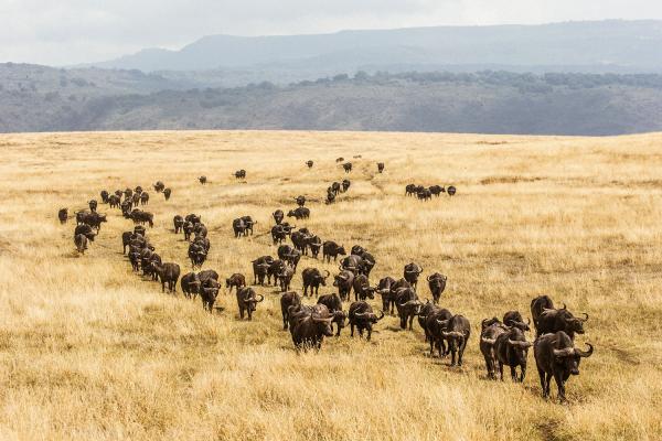 GIBB'S FARM LODGE NGORONGORO