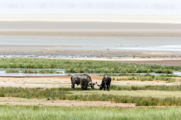 GIBB'S FARM LODGE NGORONGORO