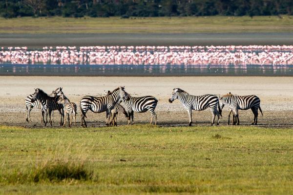 GIBB'S FARM LODGE NGORONGORO