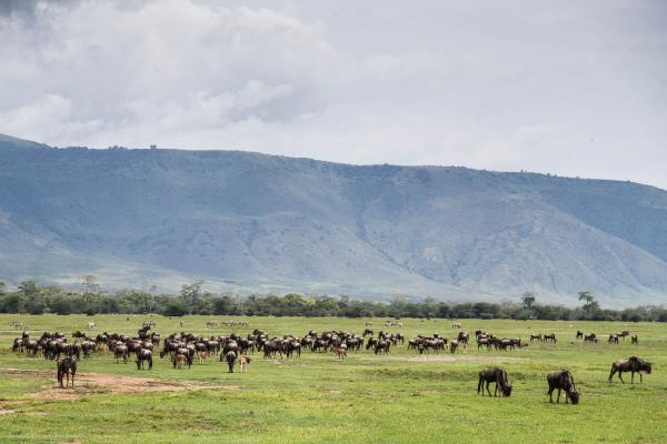 GIBB'S FARM LODGE NGORONGORO