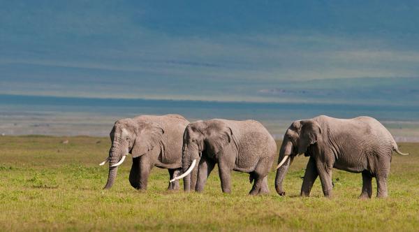 GIBB'S FARM LODGE NGORONGORO