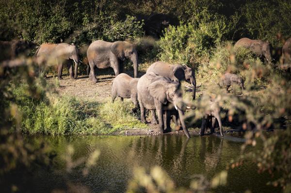 Singita Lebombo