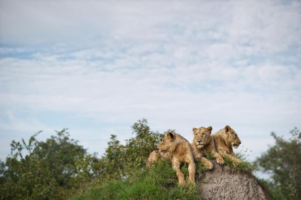 Singita Lebombo